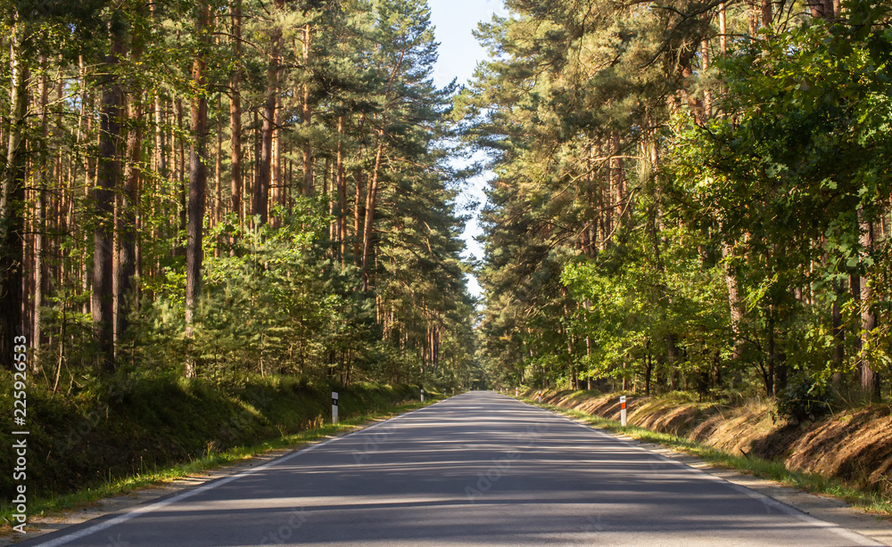 Fototapeta premium road in the forest