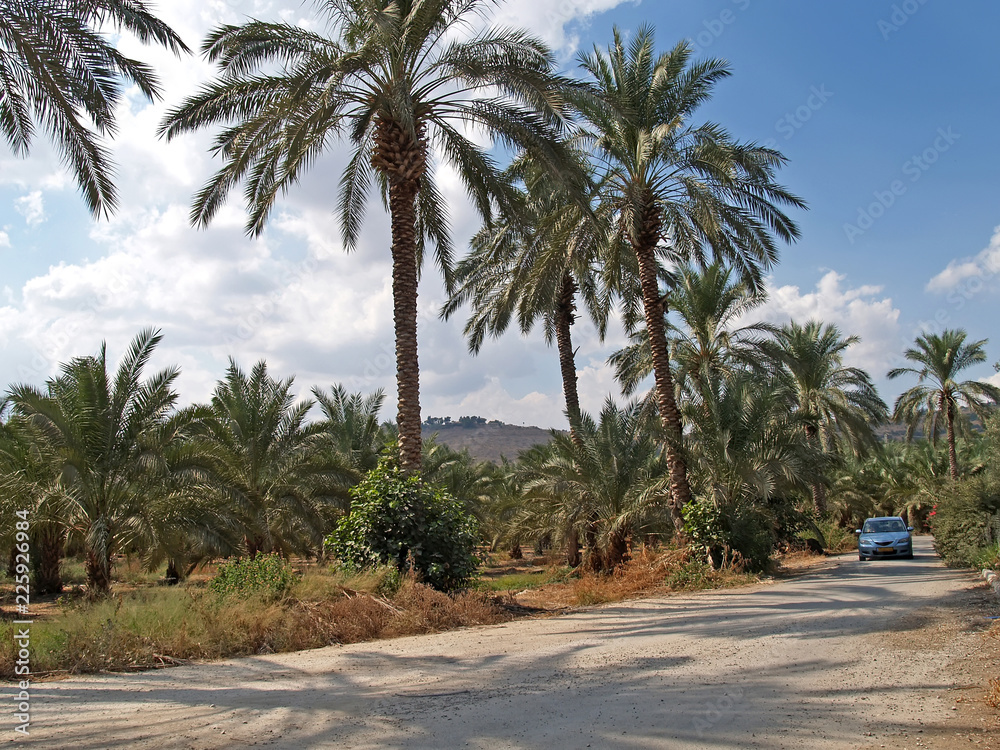 The dirt road in Galilee. Israel
