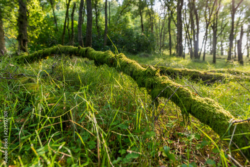 Fallen Branch on the Forest Floor