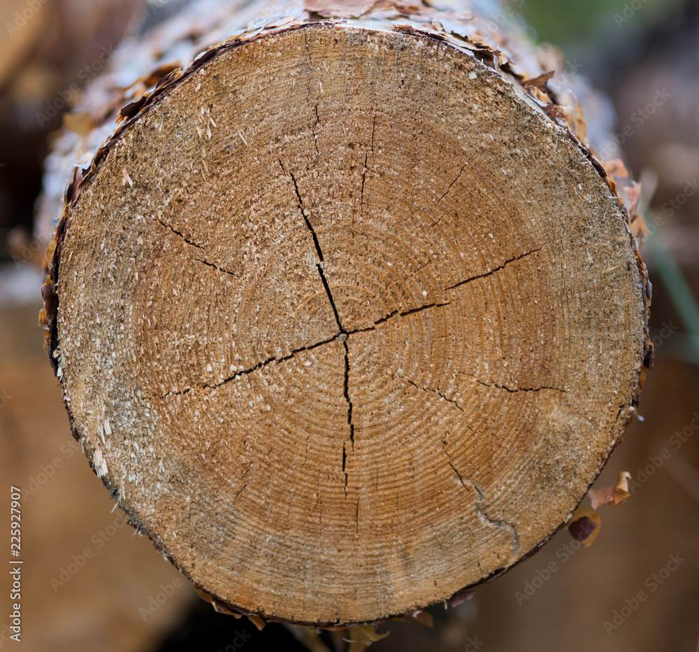 Naklejka premium Cut of sawn wood..