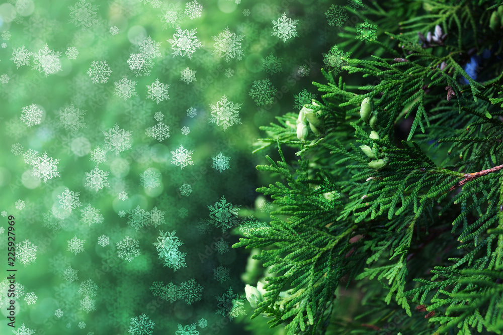 Christmas festive background. Background of branches of thuja, snowflakes, glow, bokeh