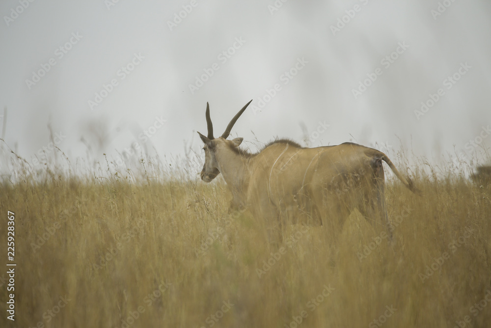 Fototapeta premium Eland Facing away