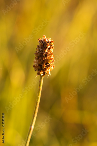 Autumn dry flower in sunlight, autumn background.