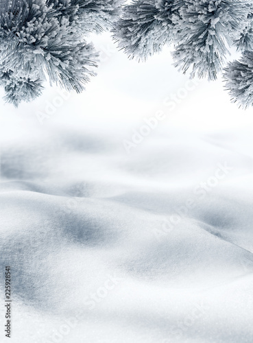 Snow hills and twigs of spruce tree for winter or Christmas background