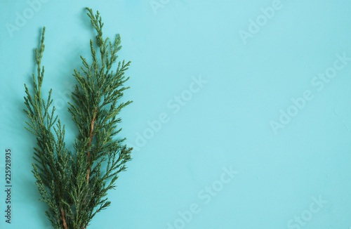 Christmas background with green tree.
