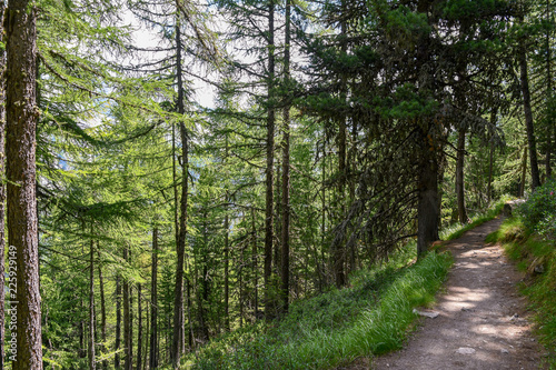 Sentiero in una foresta di pini in montagna d estate  Valle d Aosta  Alpi  Italia