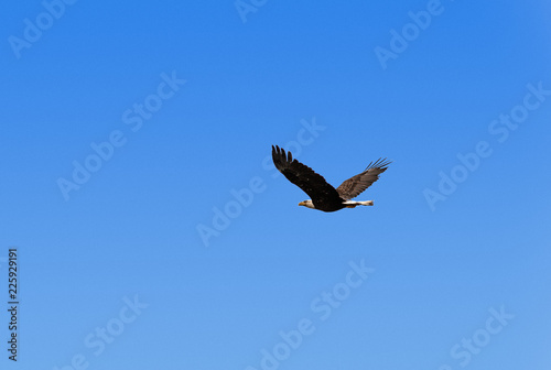 Bald eagle in flight  Alaska  USA.