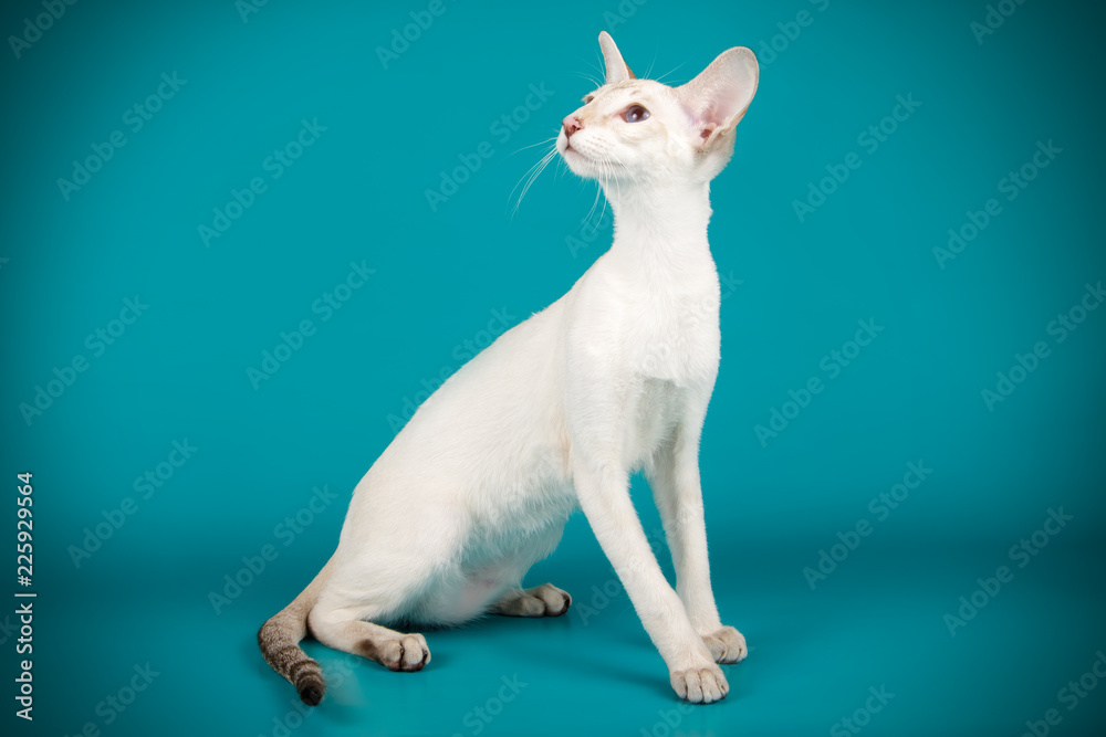 Siamese cat on colored backgrounds Siamese cat on colored backgrounds
