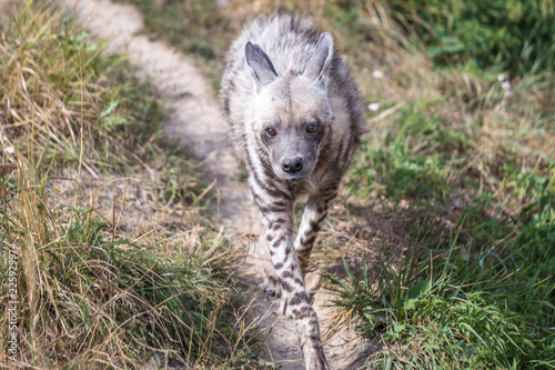 The striped hyena (Hyaena hyaena), wild beast.