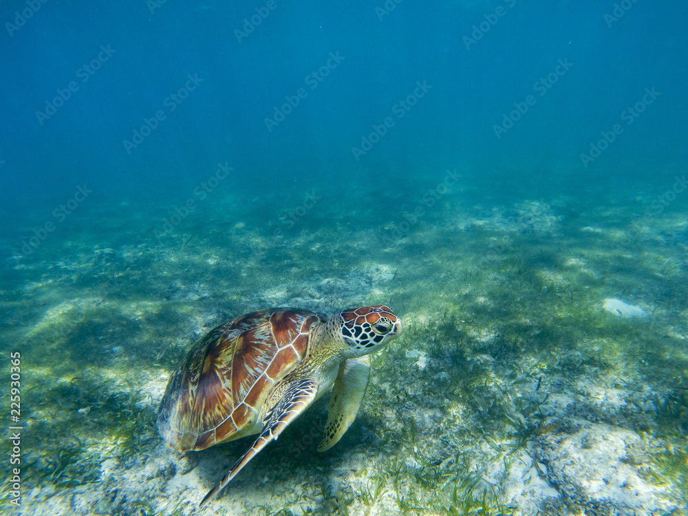 Obraz premium Sea turtle in tropical seashore, underwater photo of marine wildlife. Marine turtle undersea closeup
