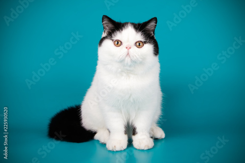 фотографія Exotic cat on colored backgrounds
