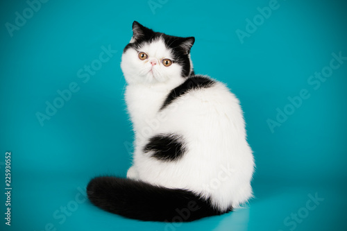 Exotic cat on colored backgrounds