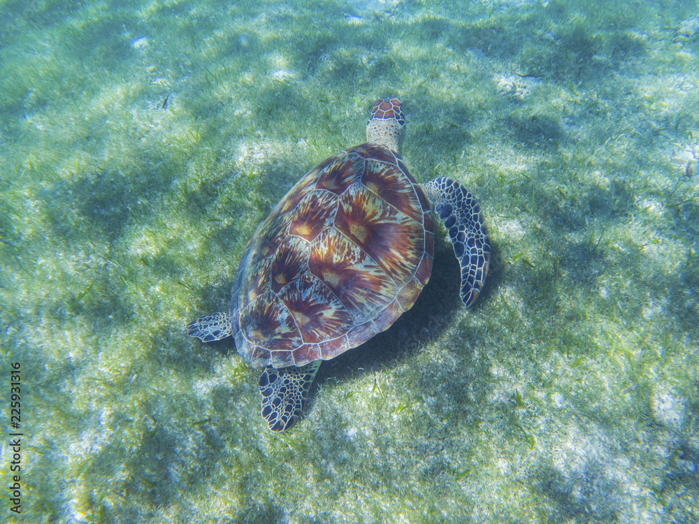 Fototapeta premium Sea turtle in tropical seashore, underwater photo of marine wildlife. Swimming with sea tortoise. Marine turtle undersea