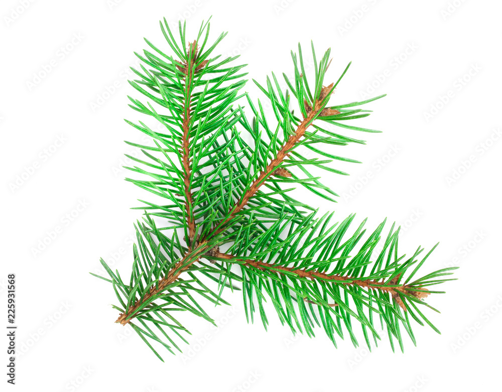 Naklejka premium Fir tree branch isolated on a white background close-up. Top view