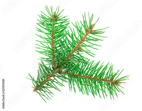 Fir tree branch isolated on a white background close-up. Top view
