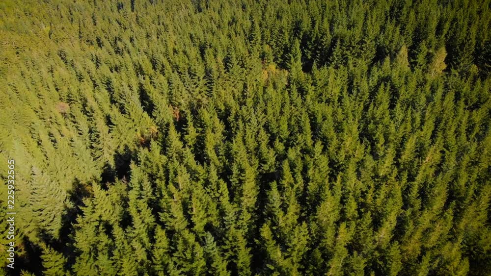 aerial view of the winding mountain road in a green forest aerial view of the winding mountain road in a green forest