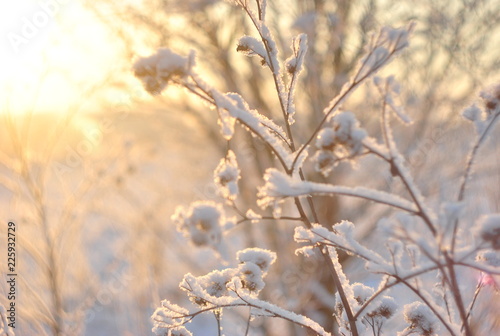 branch in snow