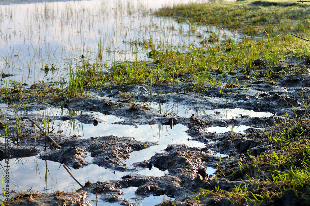 Grass after rain in puddle. Puddle in a meadow after a rain storm Grass after rain in puddle. Puddle in a meadow after a rain storm