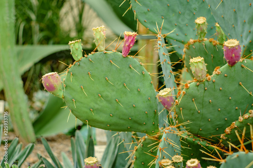 Canvas Print Brown Spined Prickly Pear