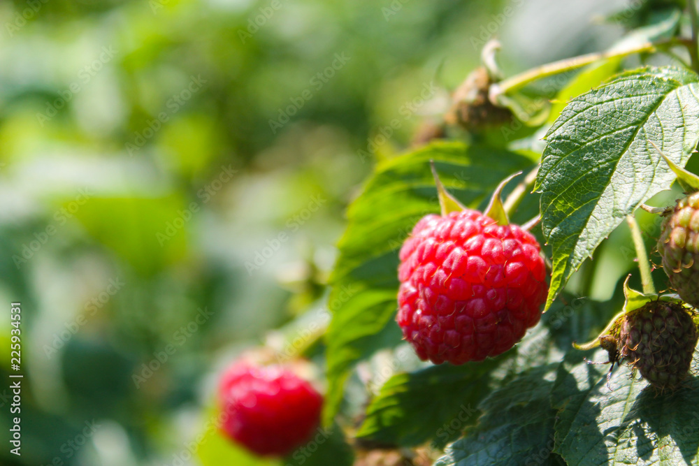 Raspberries Raspberries