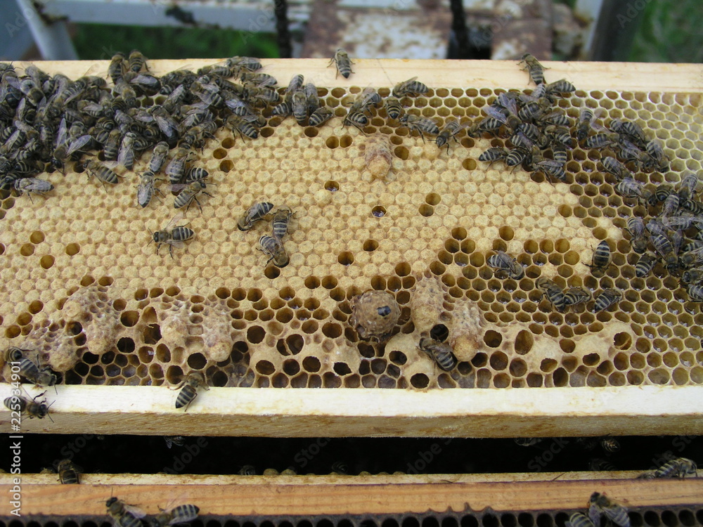 The bees gnaw the queen cell. A bee family close-up. Output of queen ...