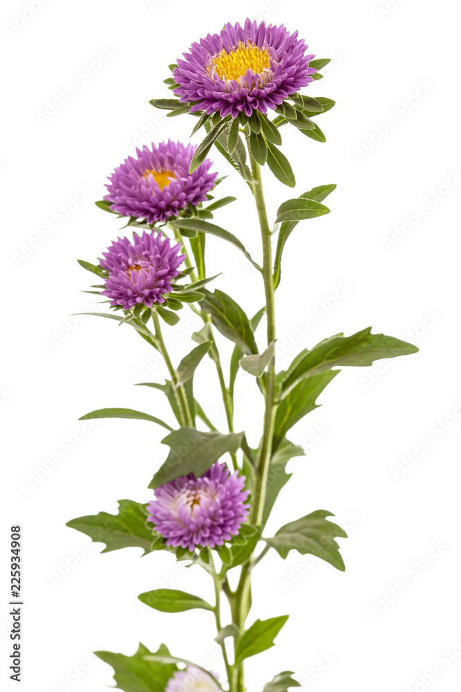 Naklejka premium Flower of aster, isolated on a white background