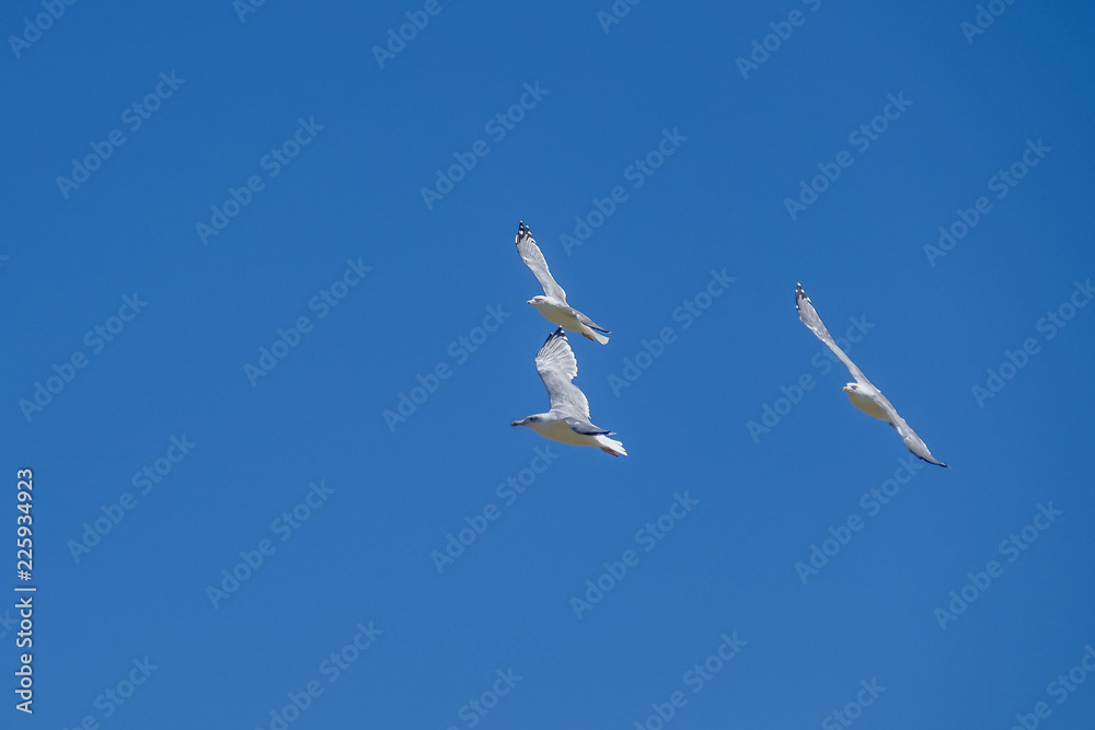 Obraz premium Möwen im Flug