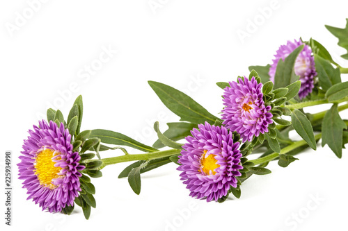 Flower of aster, isolated on a white background photo