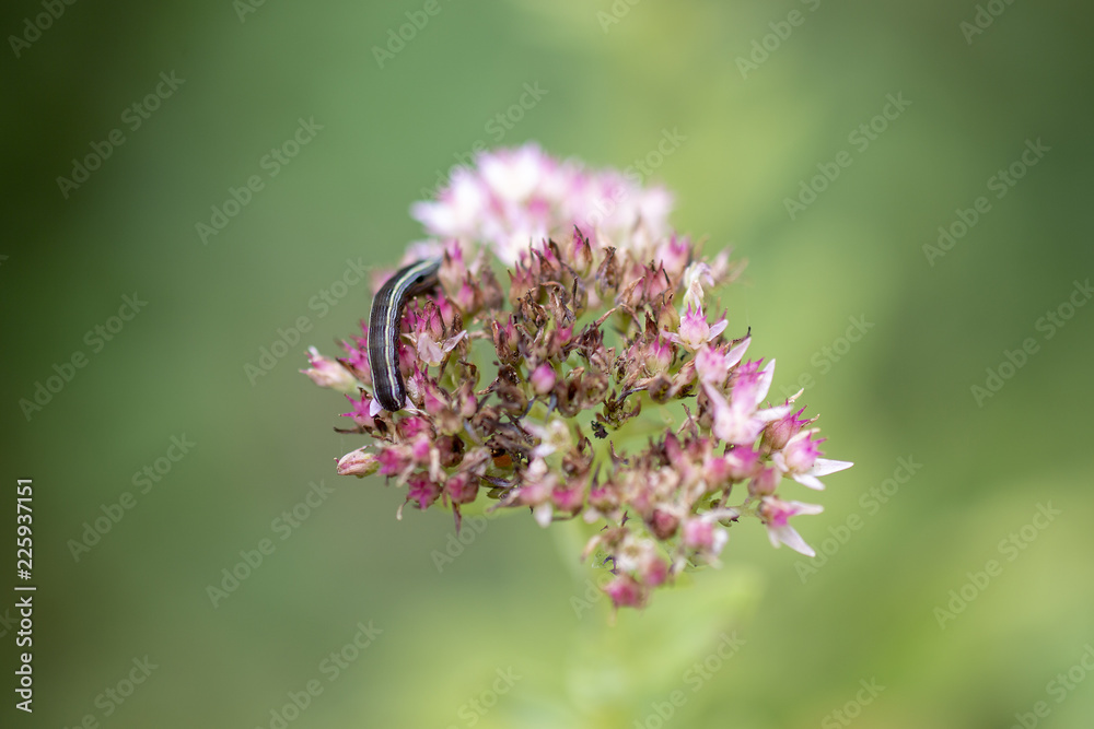 Caterpillar on Sedum Flower Caterpillar on Sedum Flower