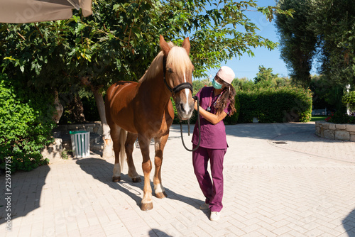 Young woman equestrian veterinarian with mask and hat examines brown horse at an animal park.