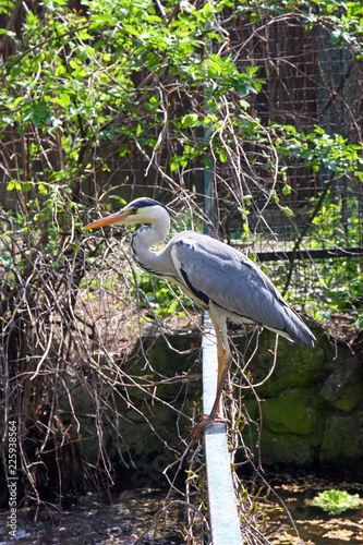 Grey heron, bird