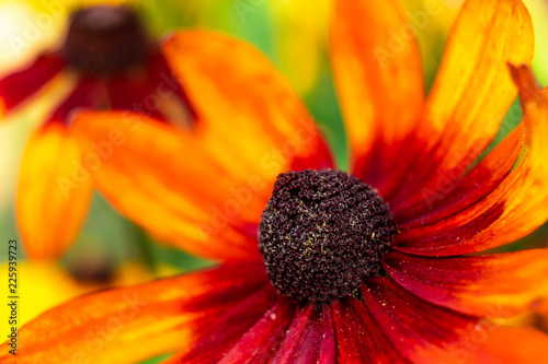 Orange flower closeup