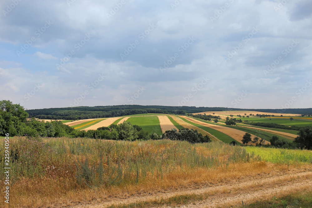 Crops field landscape