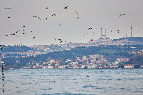 Bosphorus, istanbul with seagulls and dolphins