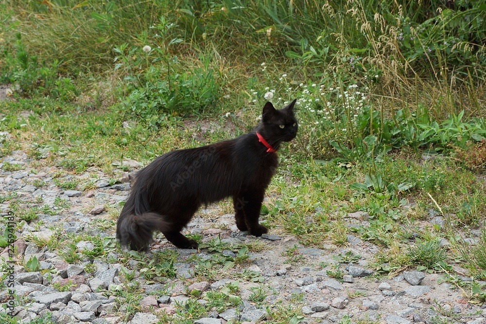 black kitten is on the road in the green grass