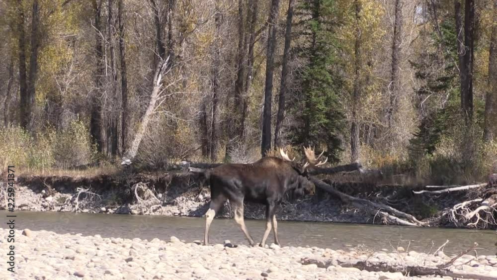Bull Shiras Moose During the Fall Rut