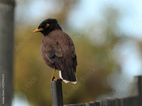 An indian Mynah