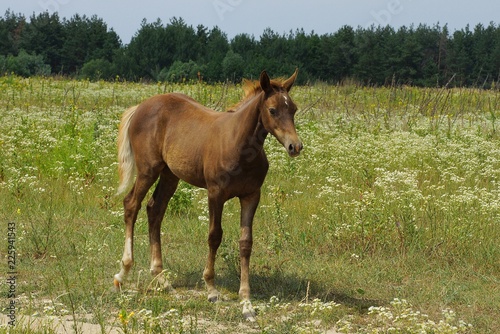 a little brown horse stands in green grass and flowers