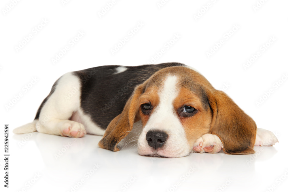 Puppy and kitten on a white background