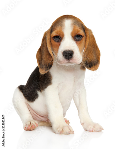 Naklejka Beagle puppy