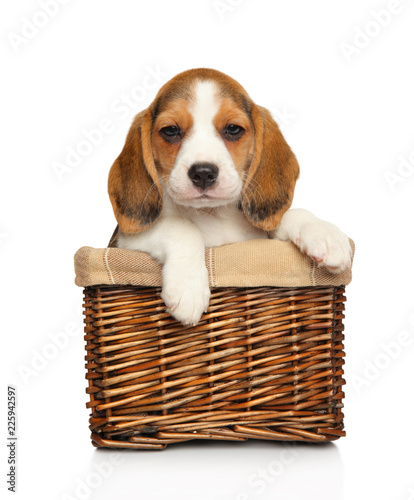 Puppy and kitten on a white background