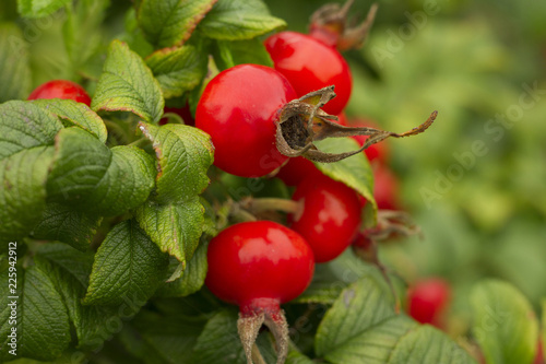 Kartoffel-Rose (Rosa rugosa) photo