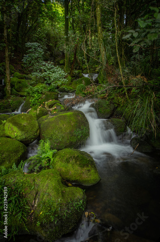 Forest Stream