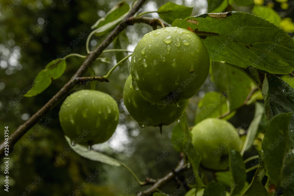 Green apples on a branch with water drops