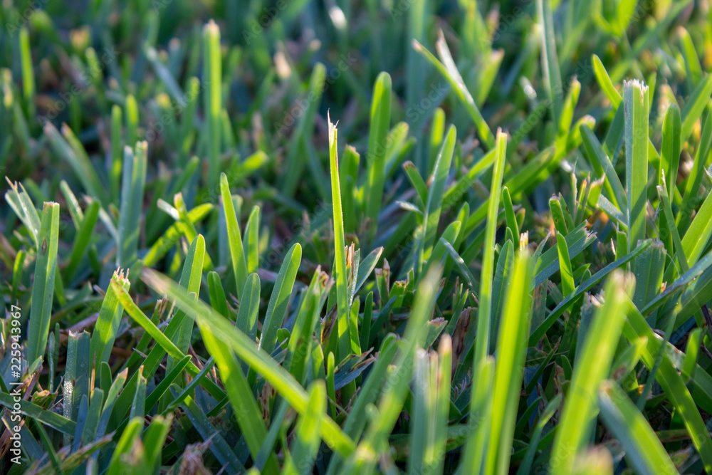 Obraz premium green grass