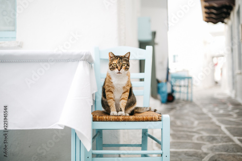 Bild auf Leinwand Cat sitting on a chair in Naussa, Paros island, Greece