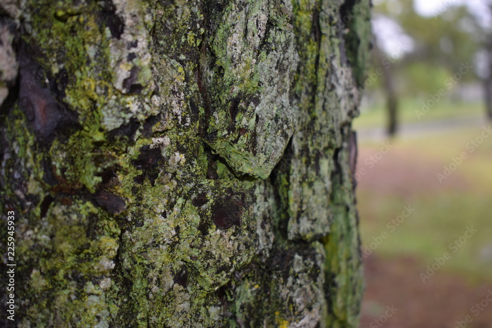 bark of a tree bark of a tree