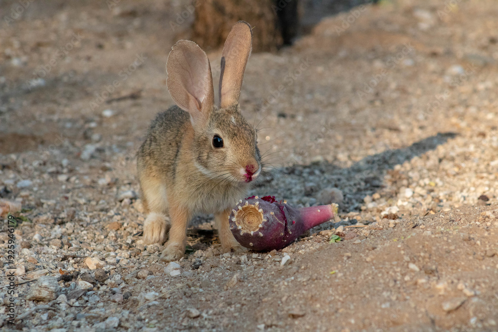 Baby desert cottontail rabbit eating a red prickly pear cactus fruit on the sand. Tucson, Arizona. Summer of 2018. Baby desert cottontail rabbit eating a red prickly pear cactus fruit on the sand. Tucson, Arizona. Summer of 2018.