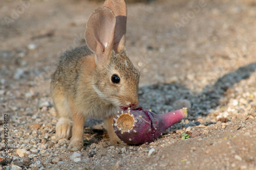 Baby desert cottontail rabbit eating a red prickly pear cactus fruit on the sand. Tucson, Arizona. Summer of 2018. photo