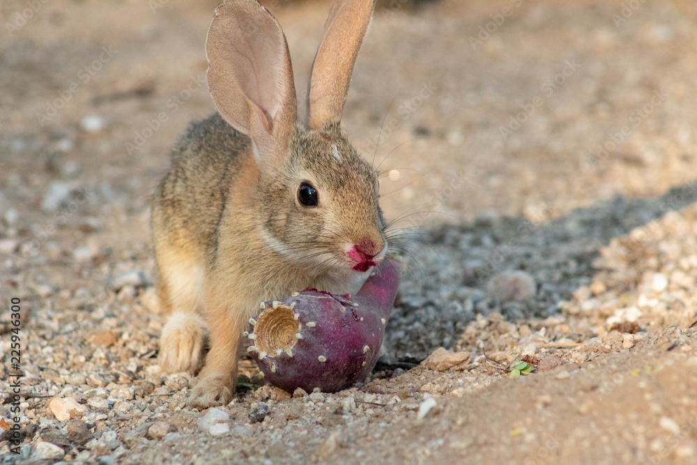 Baby desert cottontail rabbit eating a red prickly pear cactus fruit on the sand. Tucson, Arizona. Summer of 2018. Baby desert cottontail rabbit eating a red prickly pear cactus fruit on the sand. Tucson, Arizona. Summer of 2018.